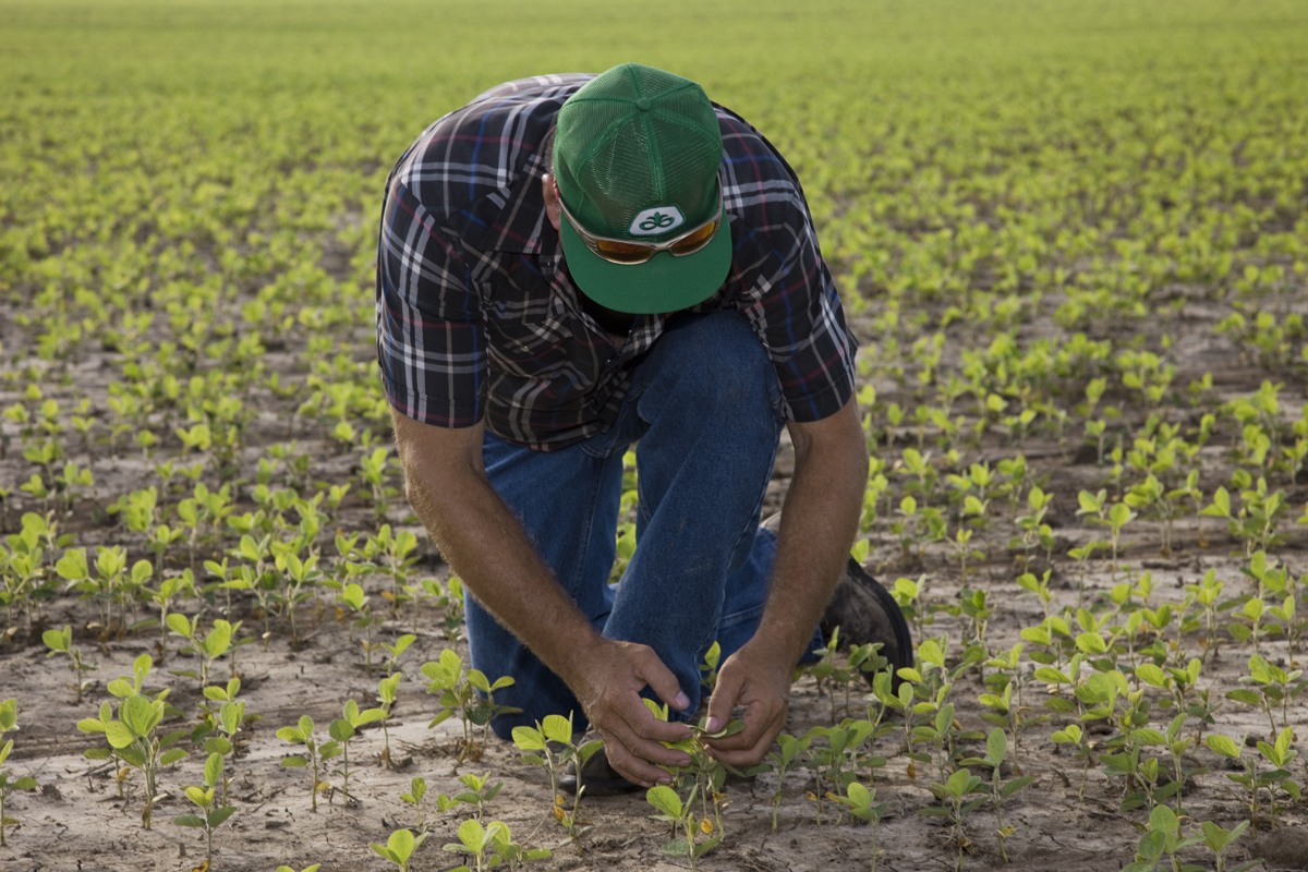 Escritório do USDA projeta 184 milhões de toneladas de soja no Brasil